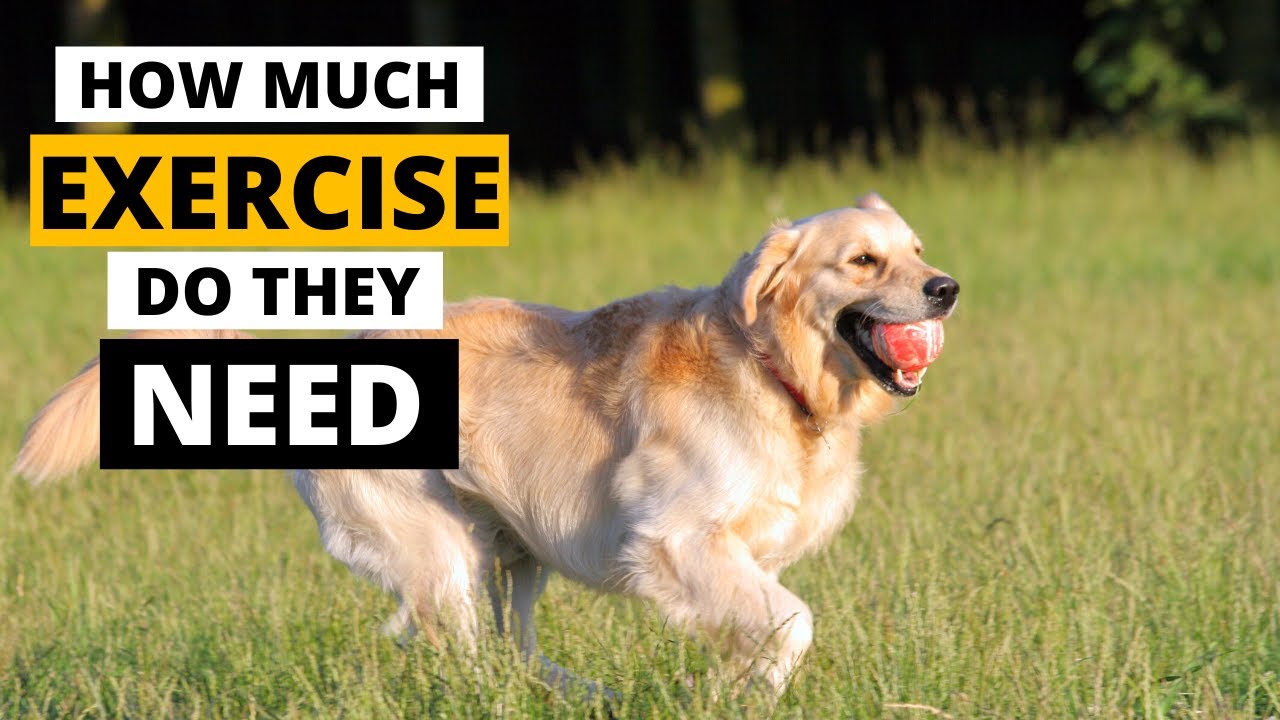 How much exercise does a Golden Retriever Really Needs?