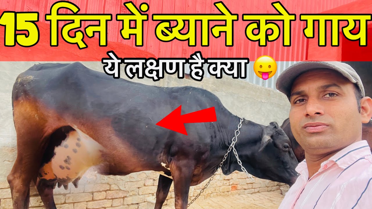 गाय ब्याने आगे थोड़े दिन केसे पता करें ।👍how to check pregnant cow’s last days ।