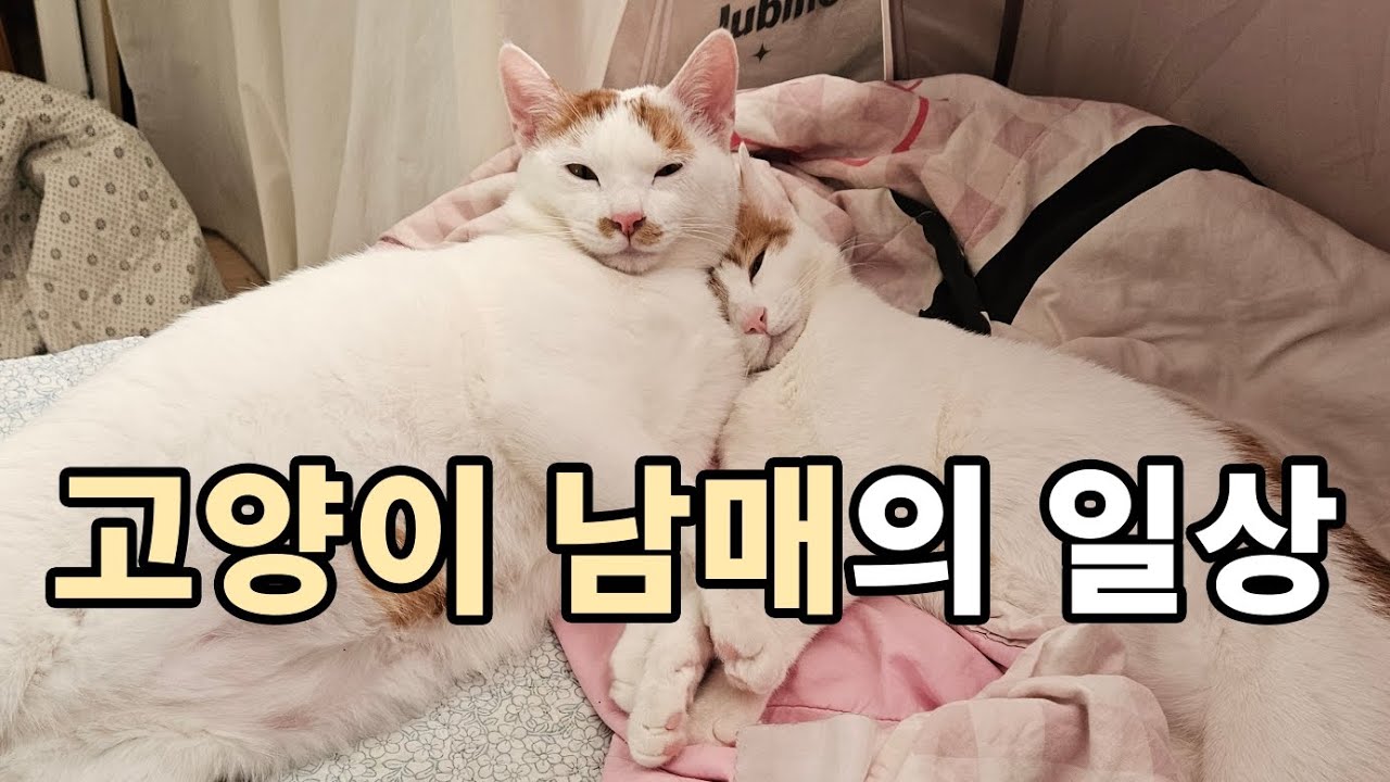 하루도 조용할 날 없는 허니버터 모음집ㅋㅋ