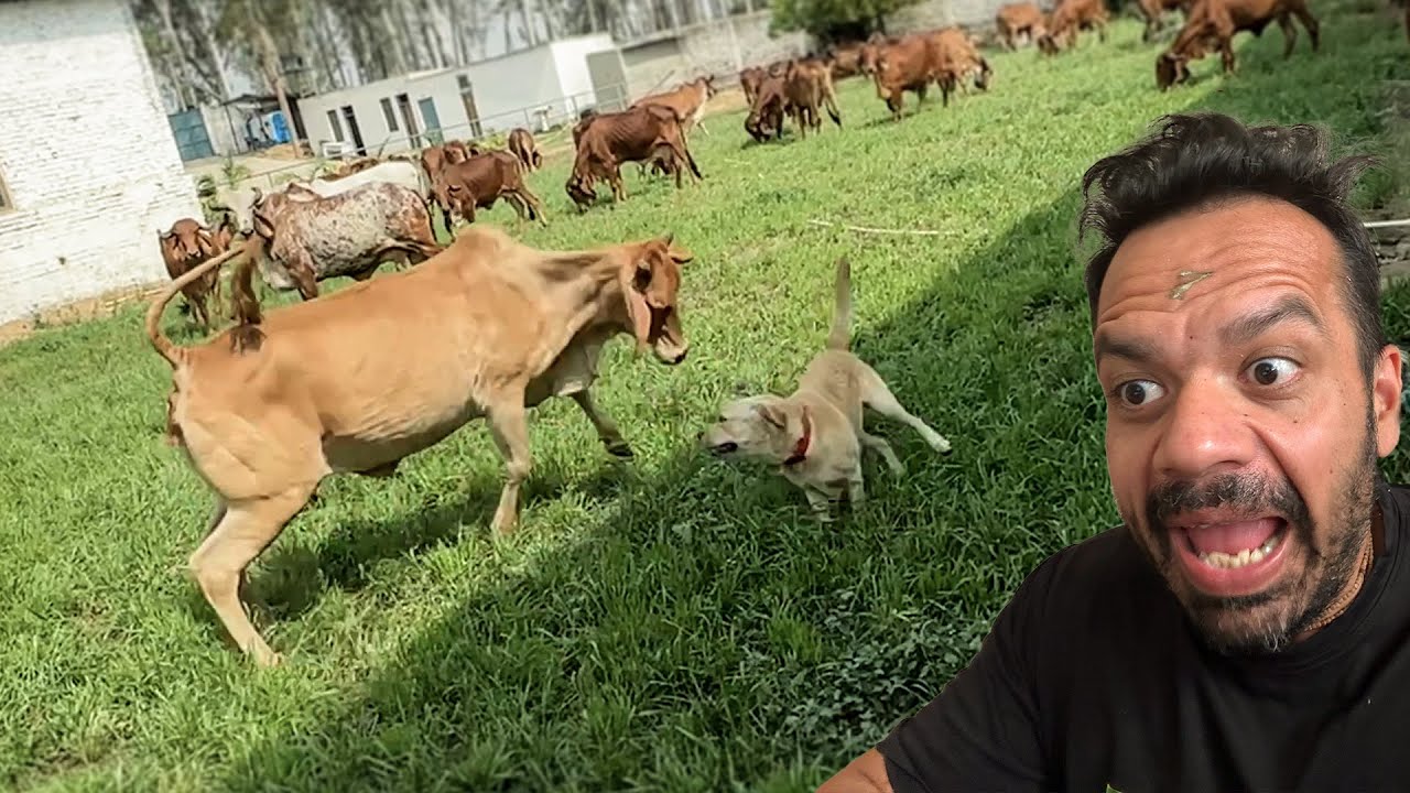 Mau auur Cow Ki Ladayi !!