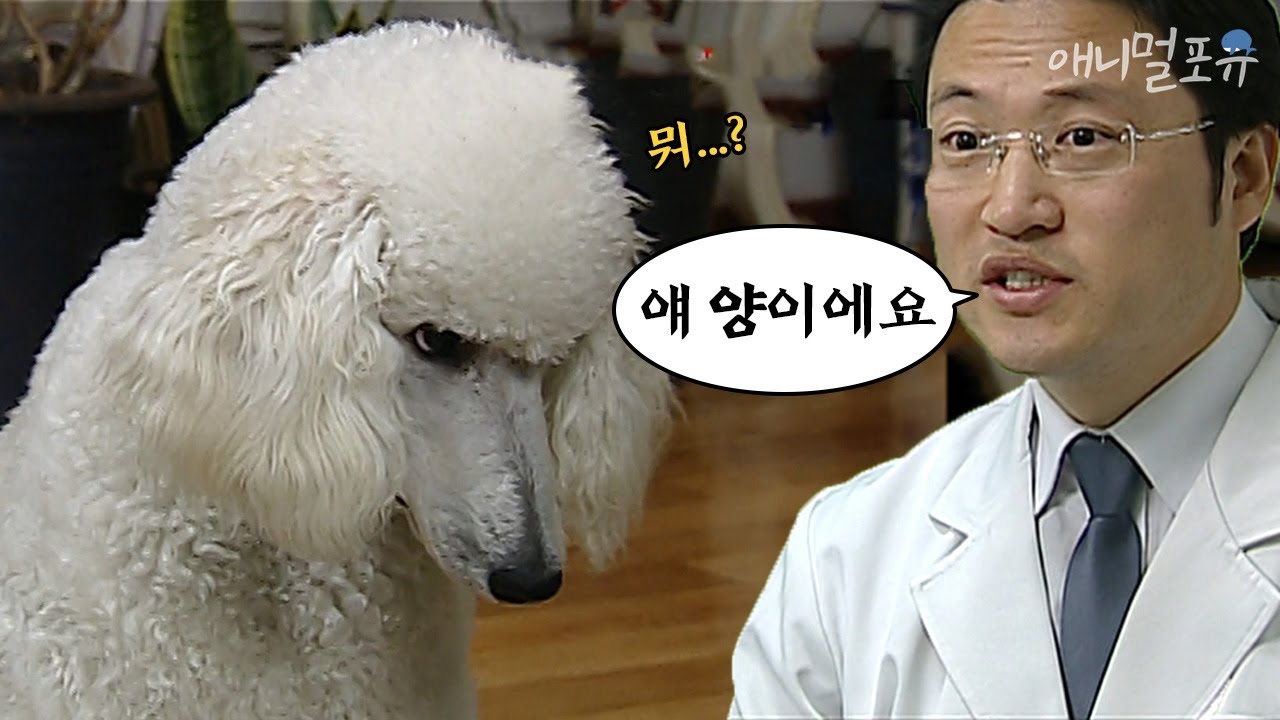 우리집 강아지가 사실 양...? 일본 전역을 시끄럽게 했던 푸들 사건 💢 l KBS 스펀지 100423 방송