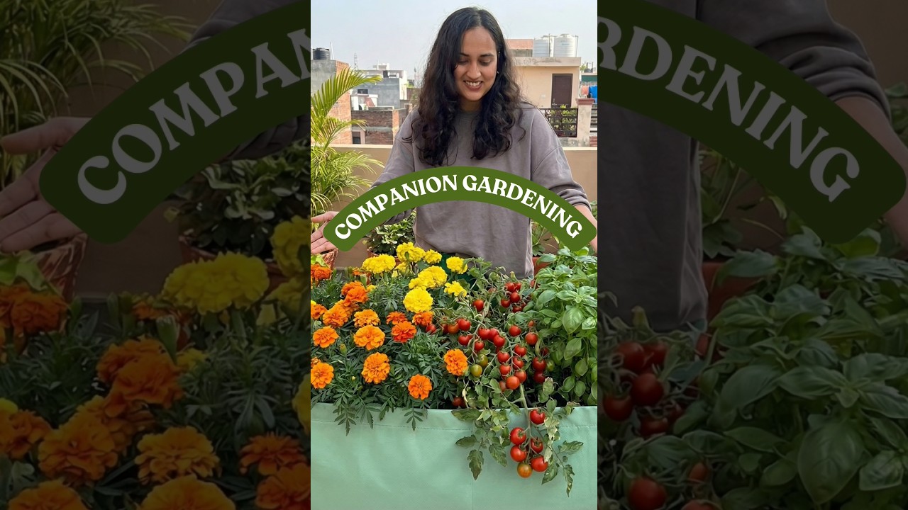 Companion gardening is like matchmaking for plants, where the right pairs grow stronger together 🌱