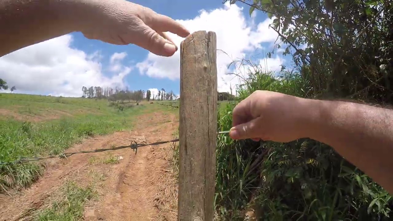 Virasol Moto Avocado 2/12/26parte 2