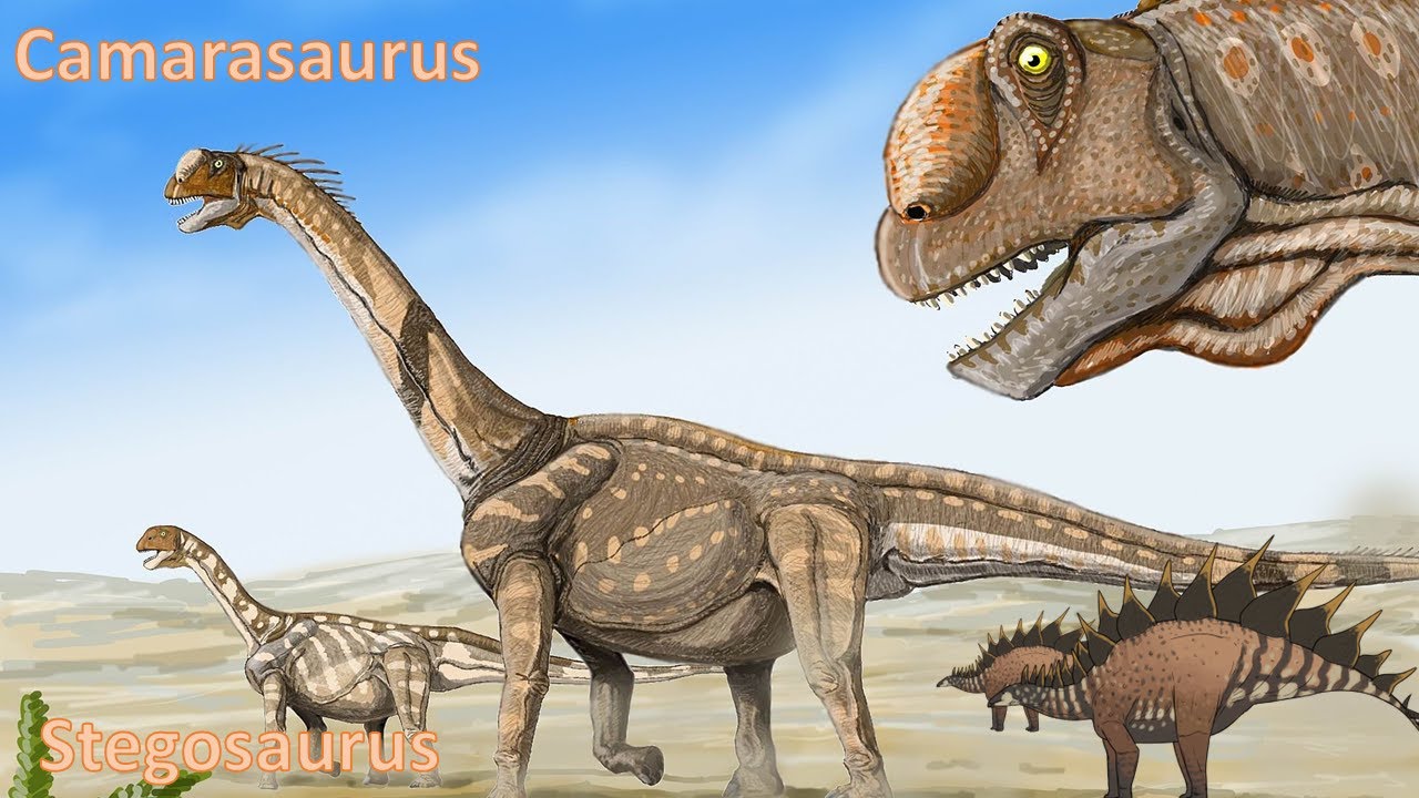 Meet Camarasaurus and Stegosaurus