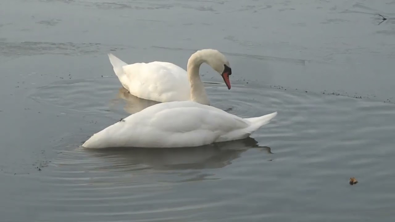 Two Swans and Thin Ice