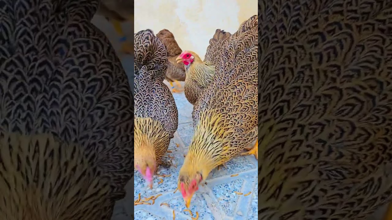 HEN🐔🐓beauty