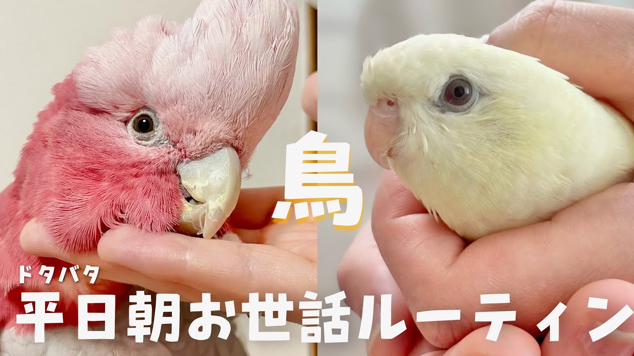 【インコ】二日酔い夫婦の平日朝お世話ルーティン卍【オウム】