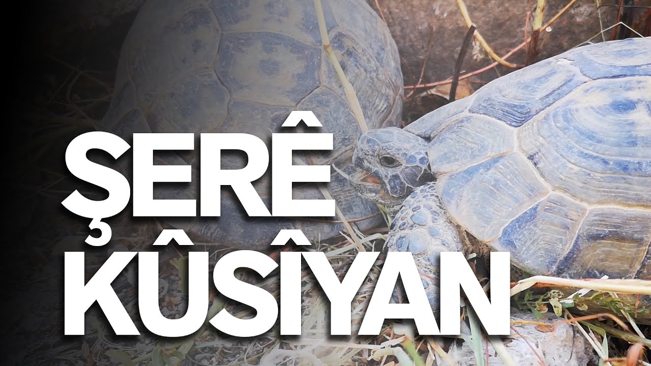 KÛSÎ JÎ ŞER DIKIN - ÖFKELİ KAPLUMBAĞA (altyazılı) - This turtle is very angry - لاک پشت عصبانی