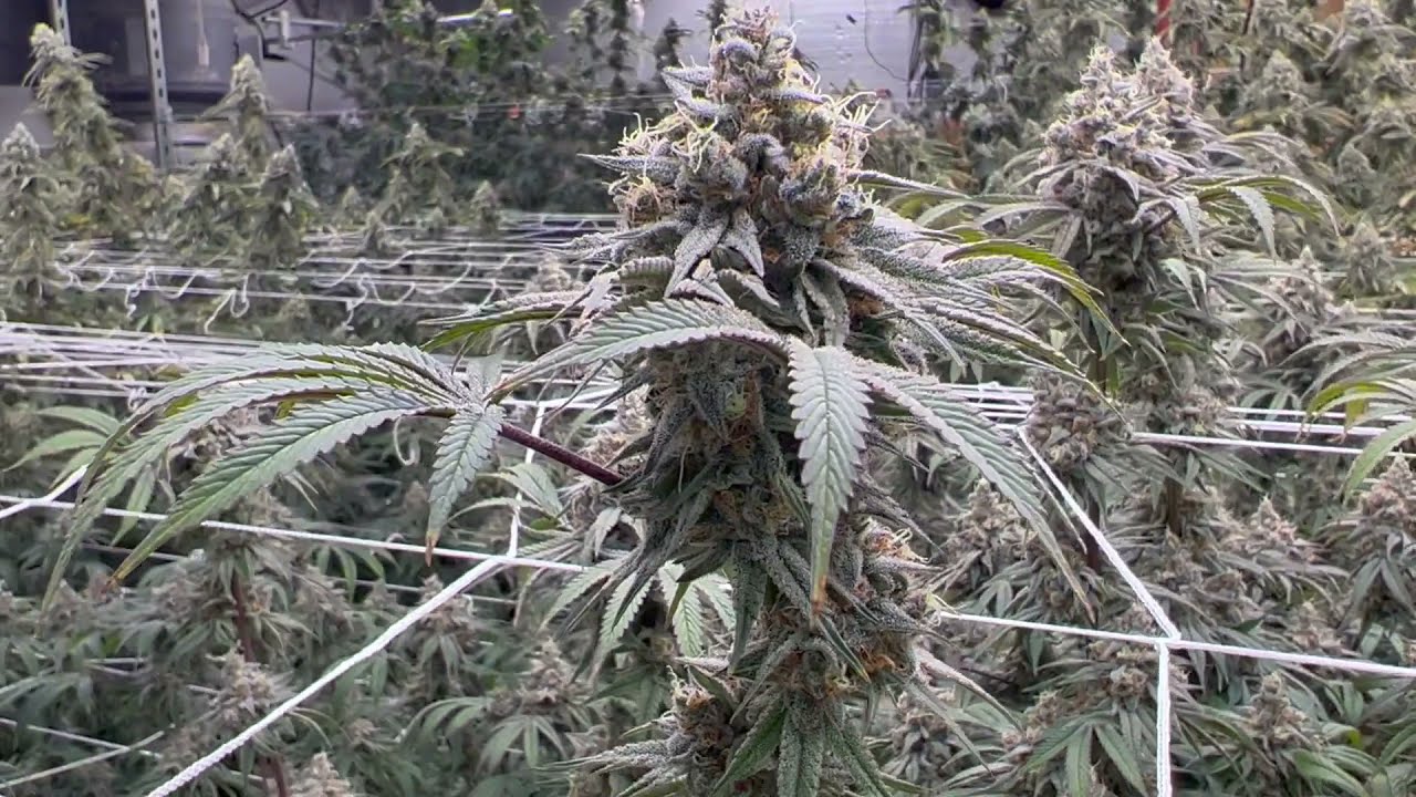 Indoor Grow MMJ Weekly Update: Week 8 of Flower Powered by Front Row Ag