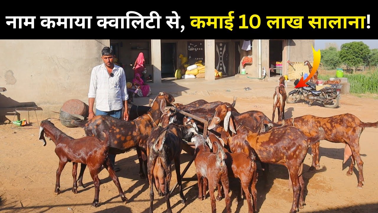 नाम कमाया क्वालिटी से, कमाई 10 लाख सालाना! goat farming in india - bakri palan