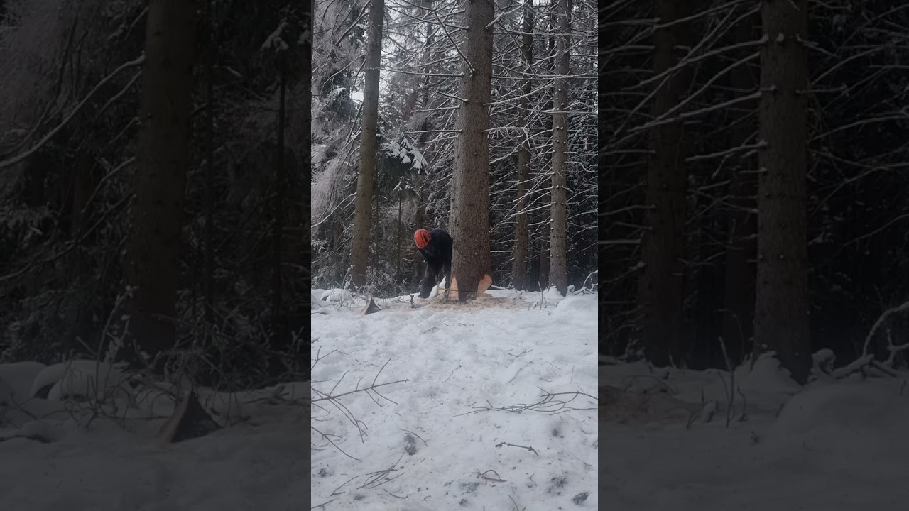 Dicke Käferfichte fällen mit der Husqvarna 560XP MK2. First run!