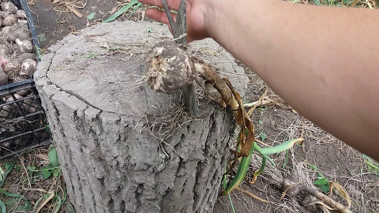 Приспособление для быстрой обрезки чеснока из сегментов.