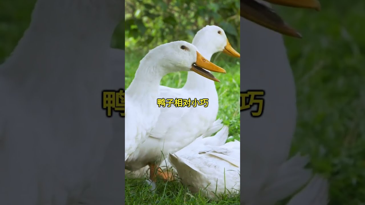 揭秘：鹅与鸭有什么区别？