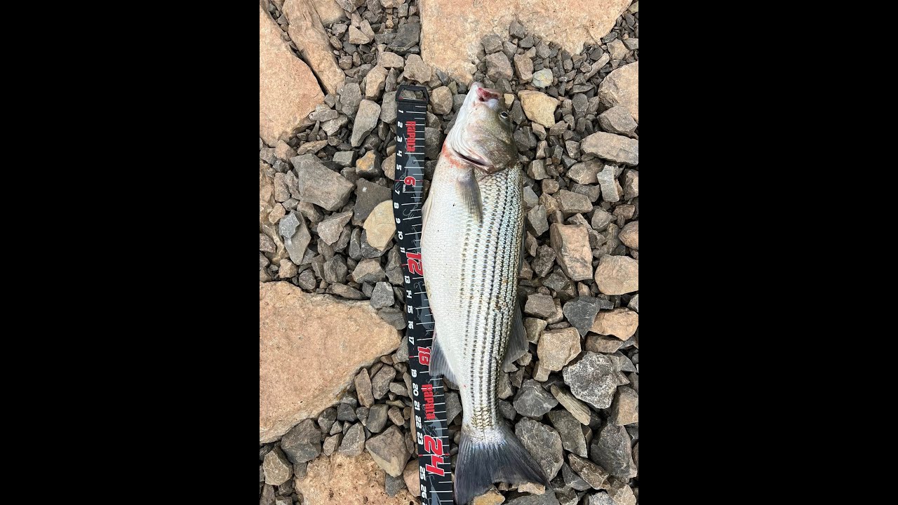 Red river Denison dam , striper bass 
