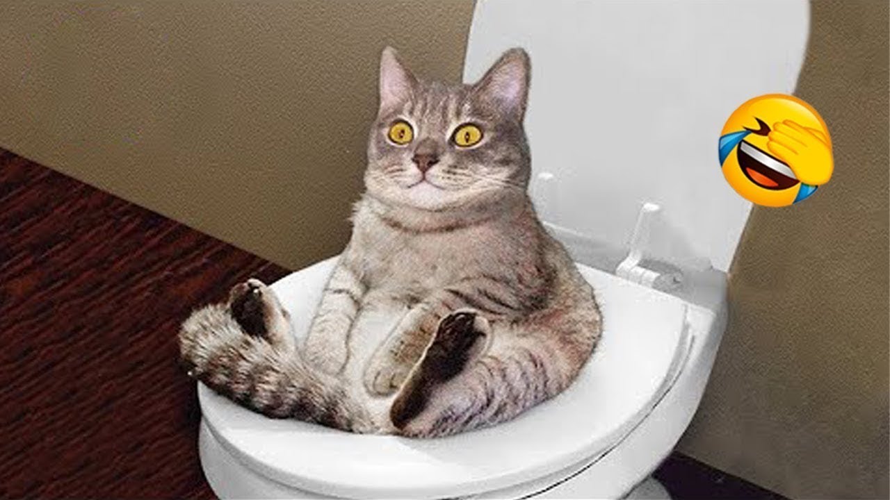 Funny Cat Fails 😆 Funny Cat Compilation 😂😁😆 Memes Part 30