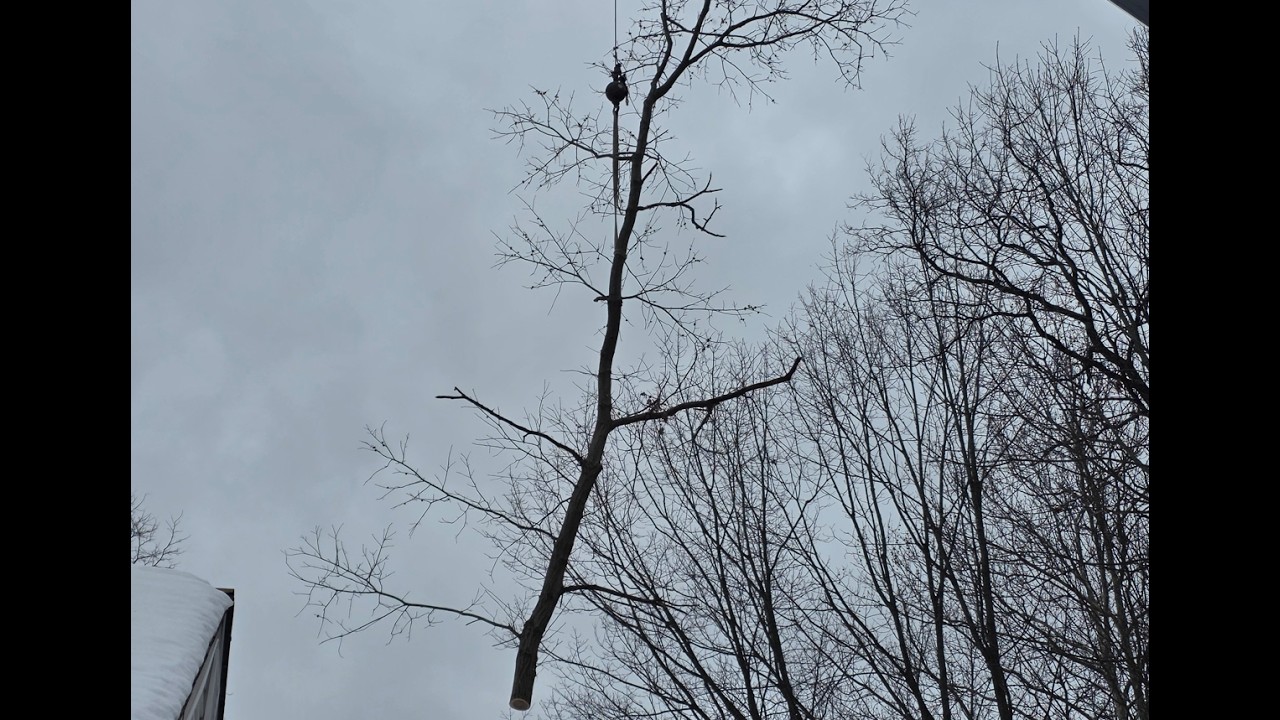 LARGE TREE PRUNING ON THE ROPES WITH POWER LINE