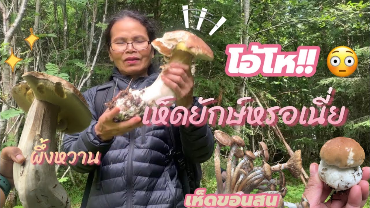 เจอขุมทรัพย์เห็ดค่ะทุกคน!! เคยเจอเห็ดผึ้งหวานยักษ์กันบ้างมั้ยคะ 🤗🇳🇴 | Emmy Pyd
