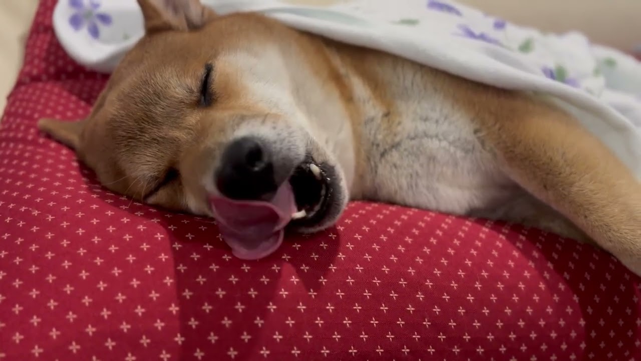 眠いのかな、カーミングシグナルかな、どっちかな