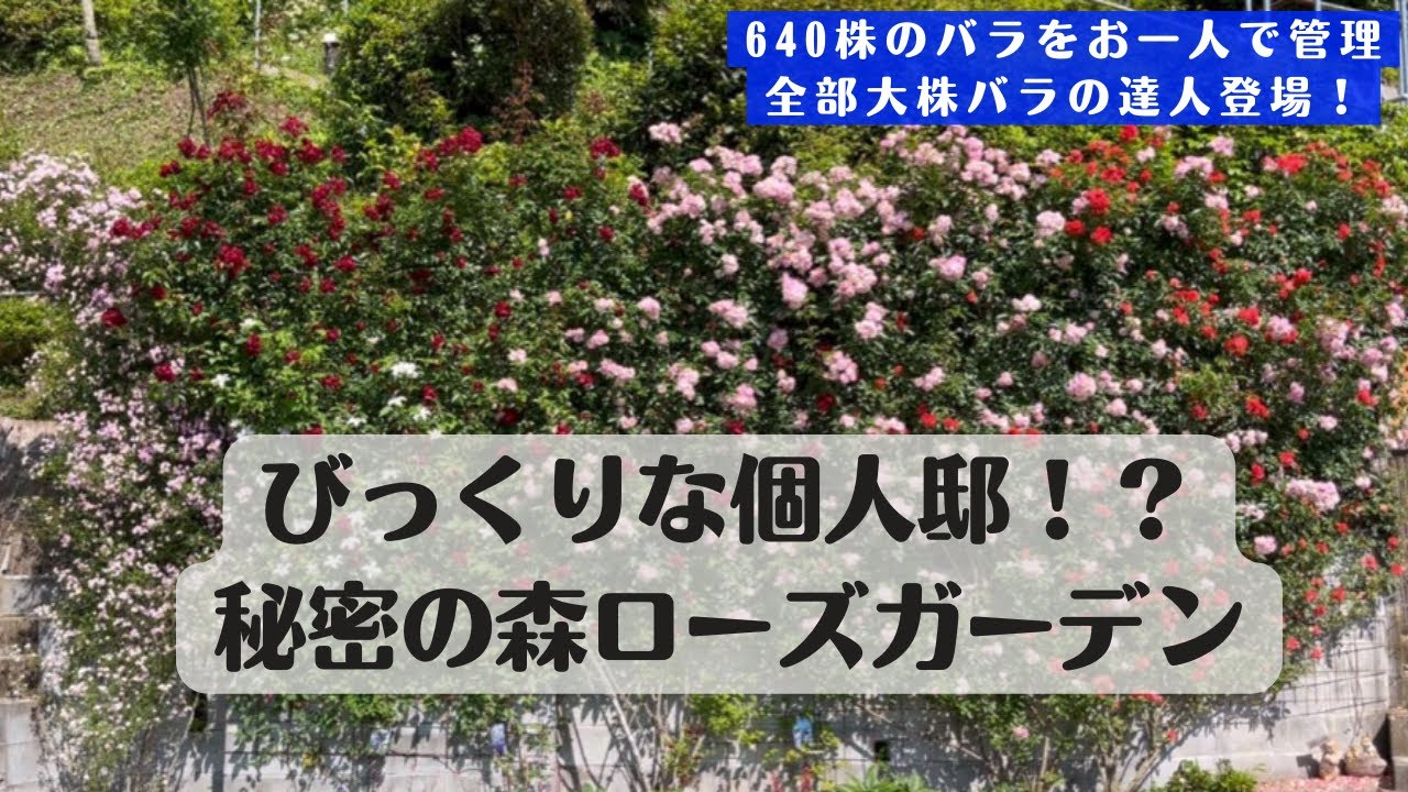 《お庭訪問／5/16 秘密の森ローズガーデン(千葉県)広大すぎてびっくりな個人邸です！》沢山のバラをお一人で管理されているバラの達人！耐病性の強い丈夫なバラがいっぱい