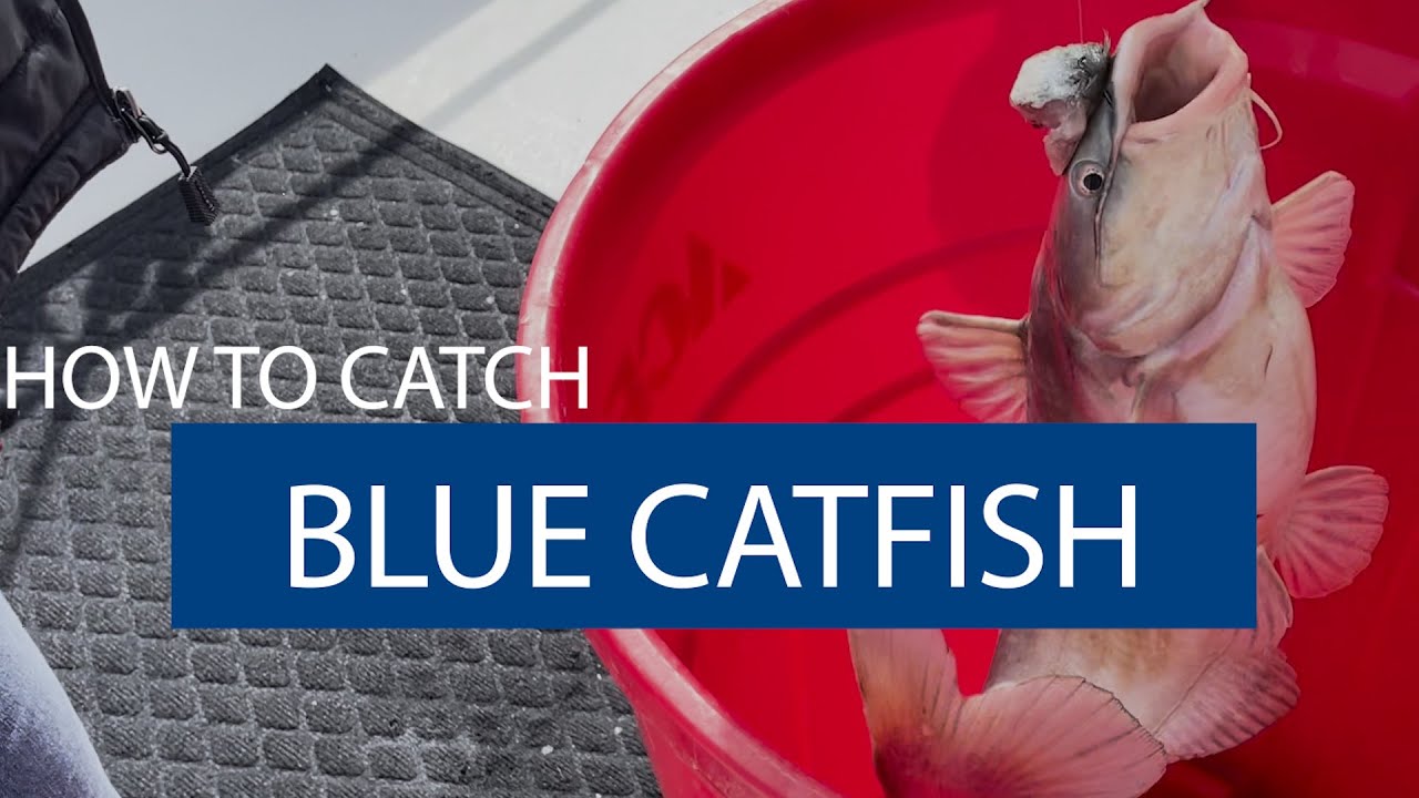 How to Catch Blue Catfish