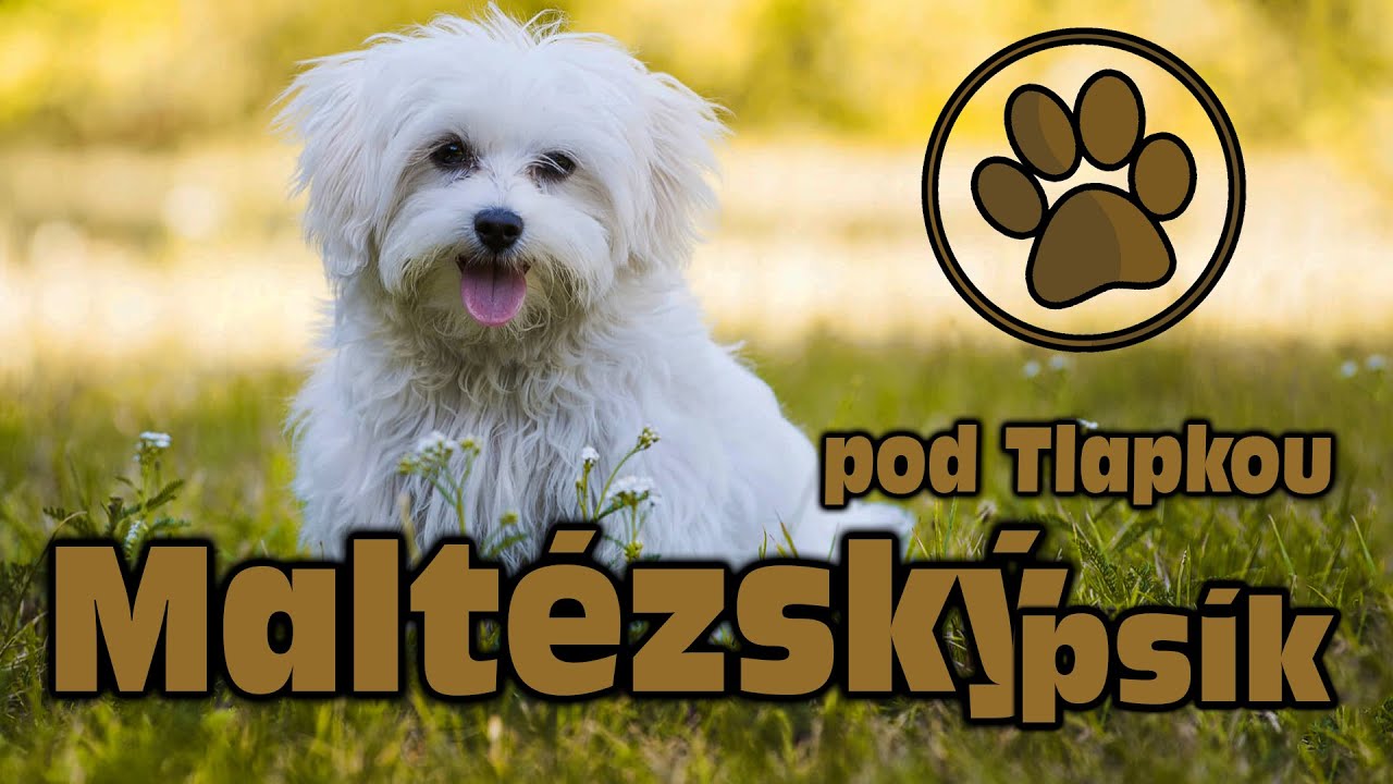 MALT&Eacute;ZSK&Yacute; PS&Iacute;K | O PLEMENU