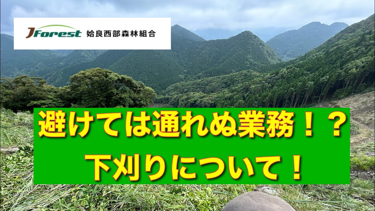 林業作業員最初の試練！？夏の造林地下刈りについて！！