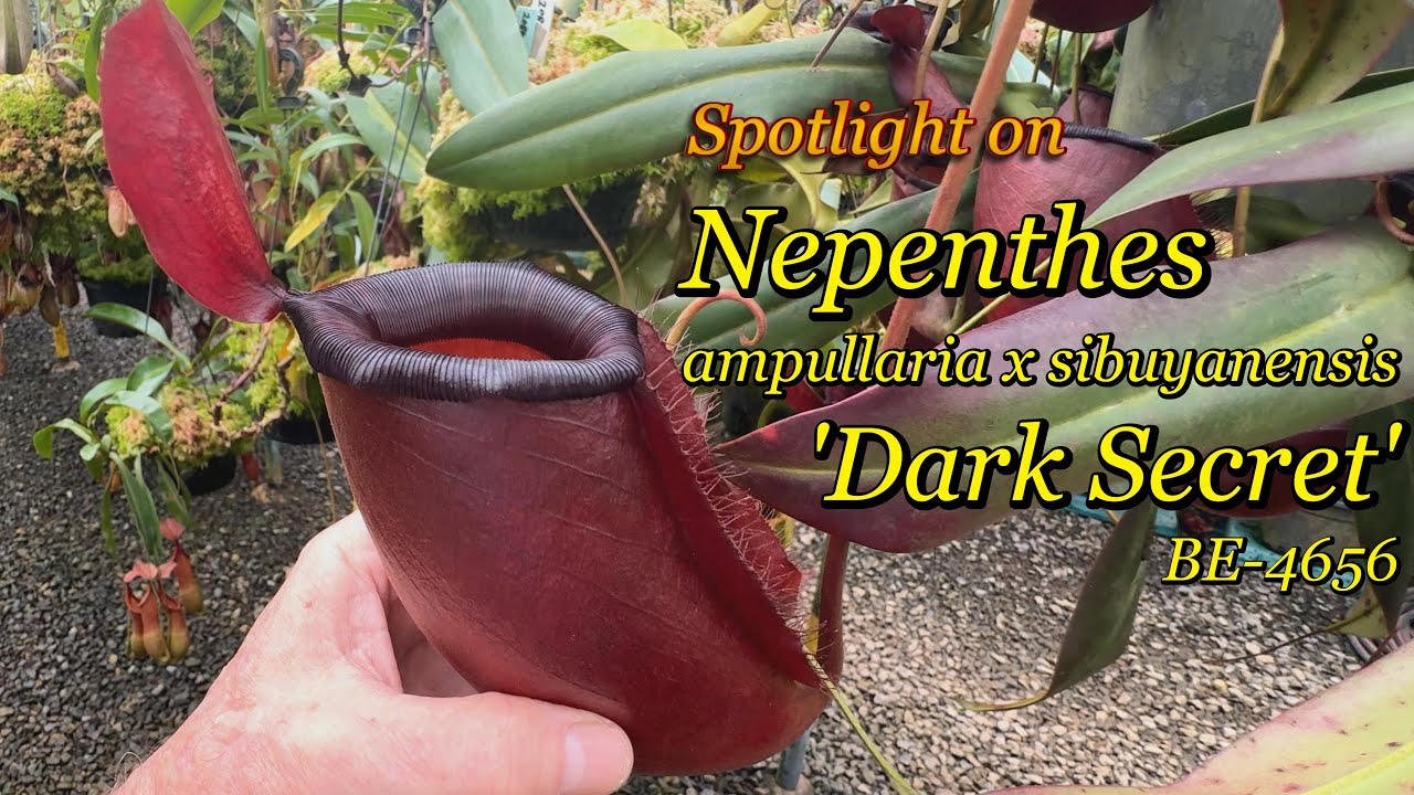 Spotlight on N. ampullaria x sibuyanensis 'Dark Secret' | BE-4656 | New Introduction