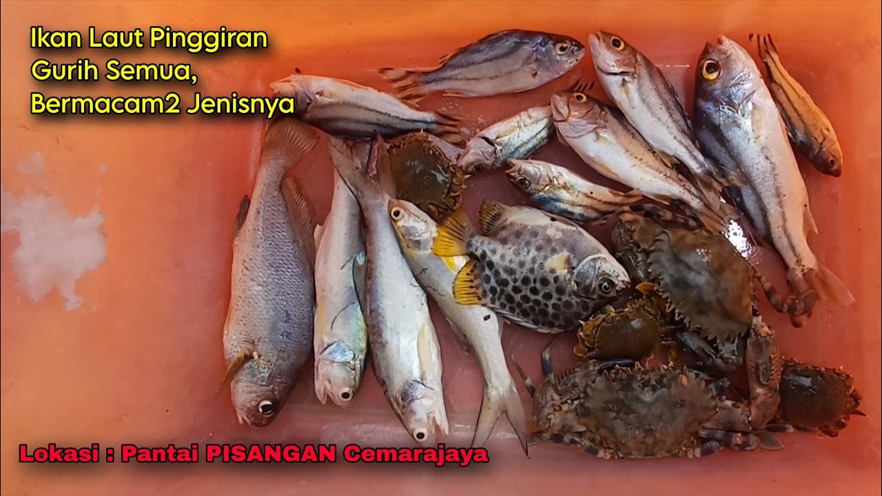 MANCING DI LAUT PISANGAN, MENJELANG RAMADHAN• Strike Bermacam Macam Ikan Laut Pasiran Pinggiran
