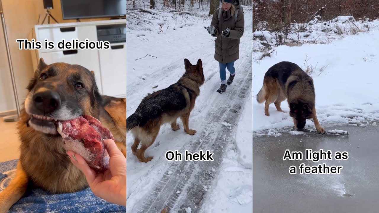 German Shepherd Goes On A Trip In The Snow