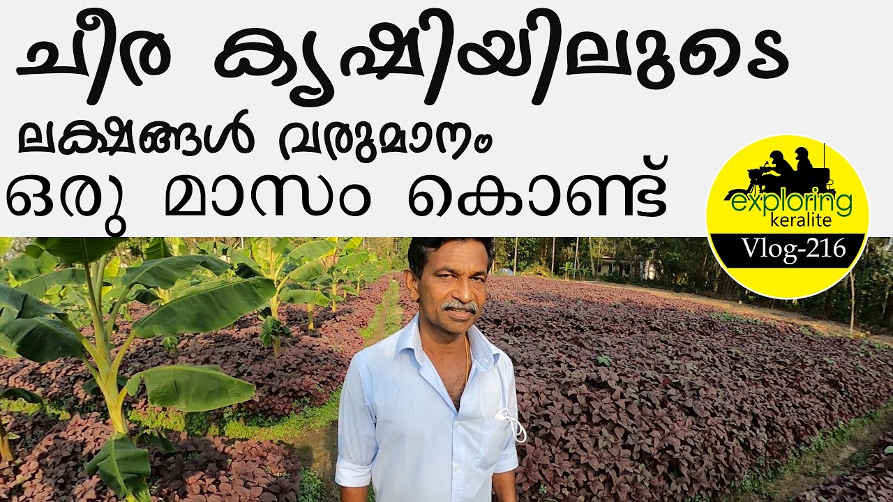 Profitable Agriculture Crops #profitable #Farming #cheerakrishi