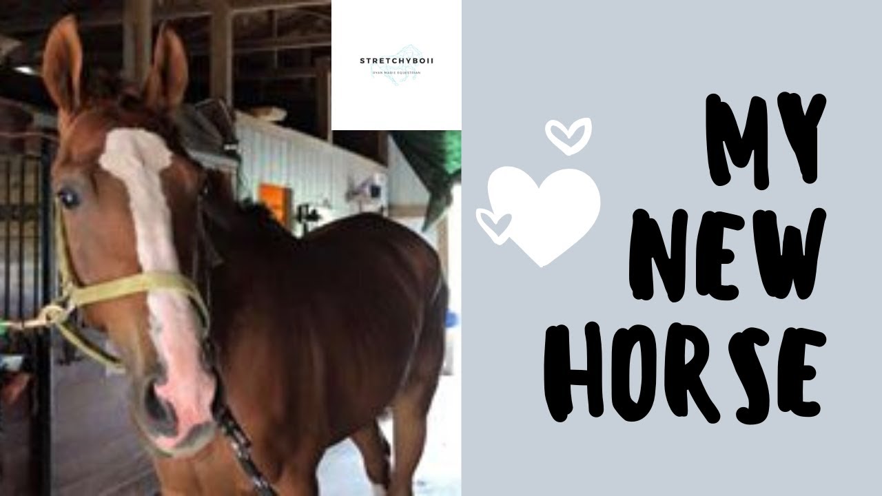 Beginning our Journey|Equestrian Blog| New Horse