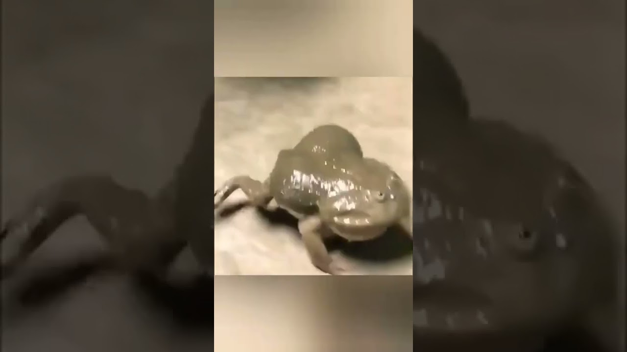 🥰cute frog🐸 like baby👶