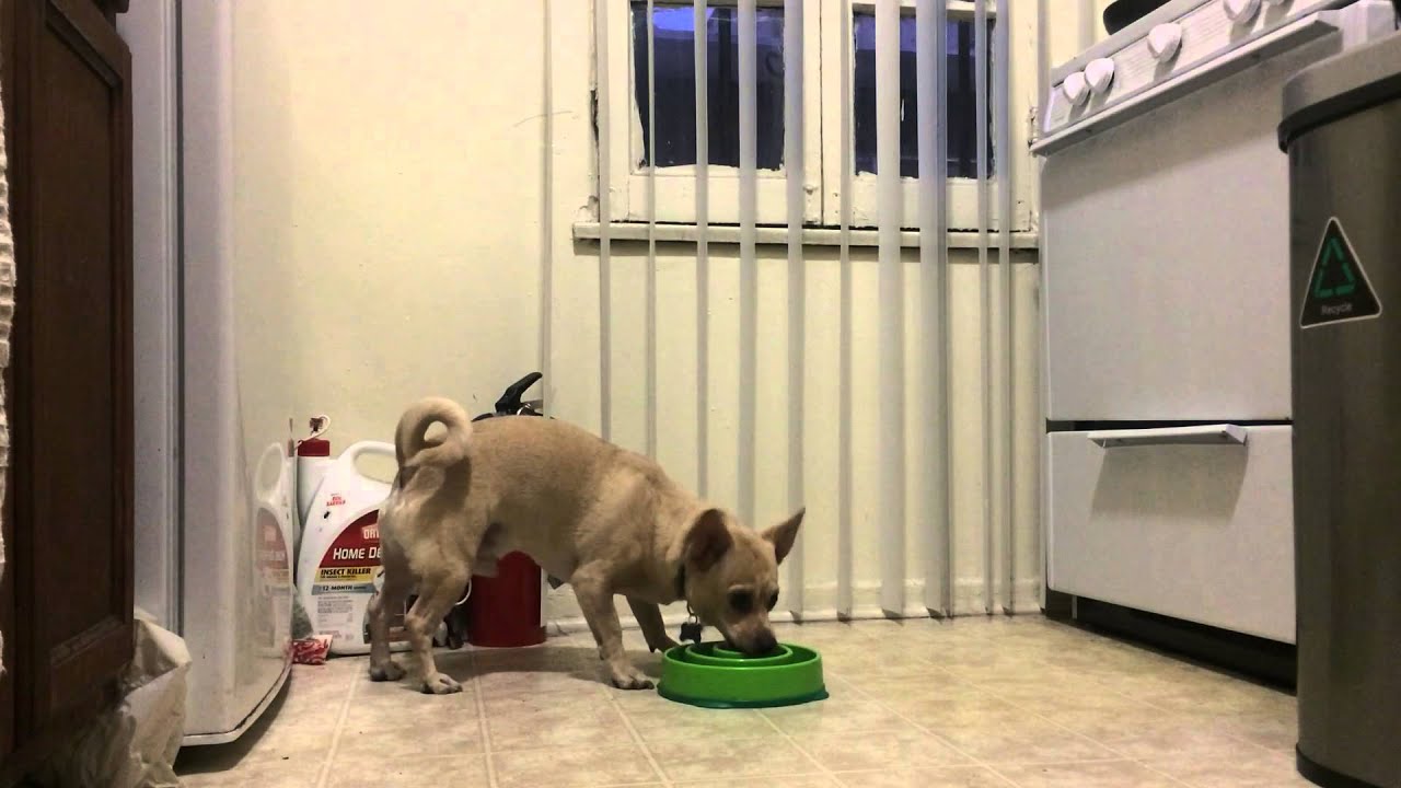 Slow Feeder Fail