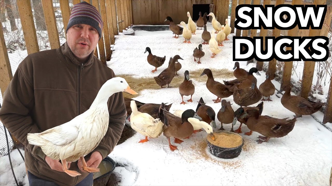 Proven Tips To Help Ducks Survive Cold Winters