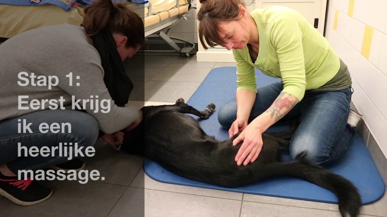 Fysiotherapie voor Honden | in Dierenopvang Amsterdam (Aris)