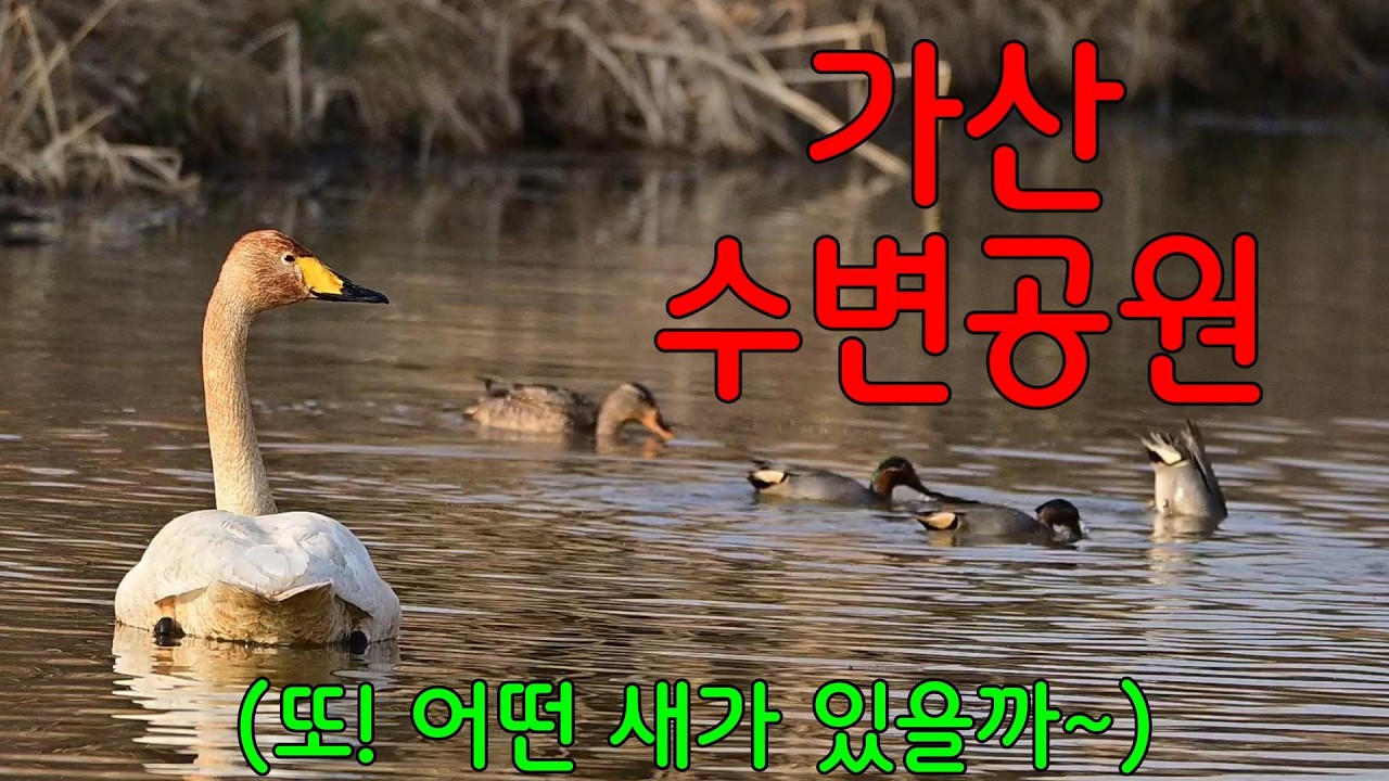 양산 가산수변공원ㅣ도심 속 힐링공간ㅣ산책하면서 물새,산새를 볼 수 있는 곳