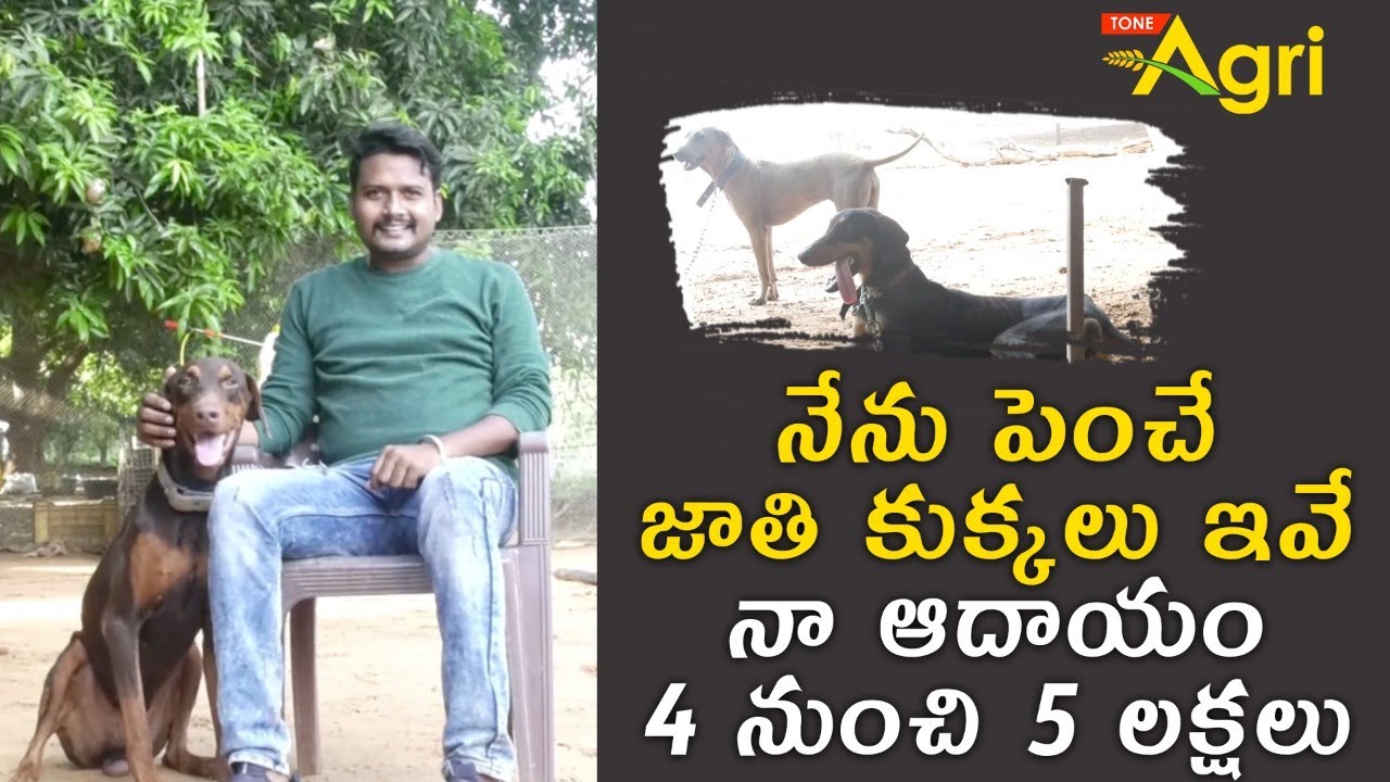 Dog Breeding Business Plan | నేను పెంచే జాతి కుక్కలు ఇవే.. నా ఆదాయం 4 నుంచి 5 లక్షలు..!! Tone Agri