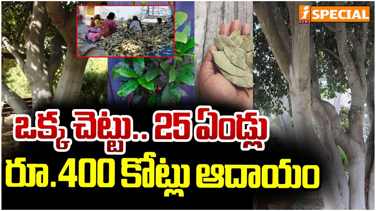 జీవితాన్నే మార్చే చెట్టు | Women Earning Rs.400 Crore With Bay Leaf Farming in West Bengal | iNews