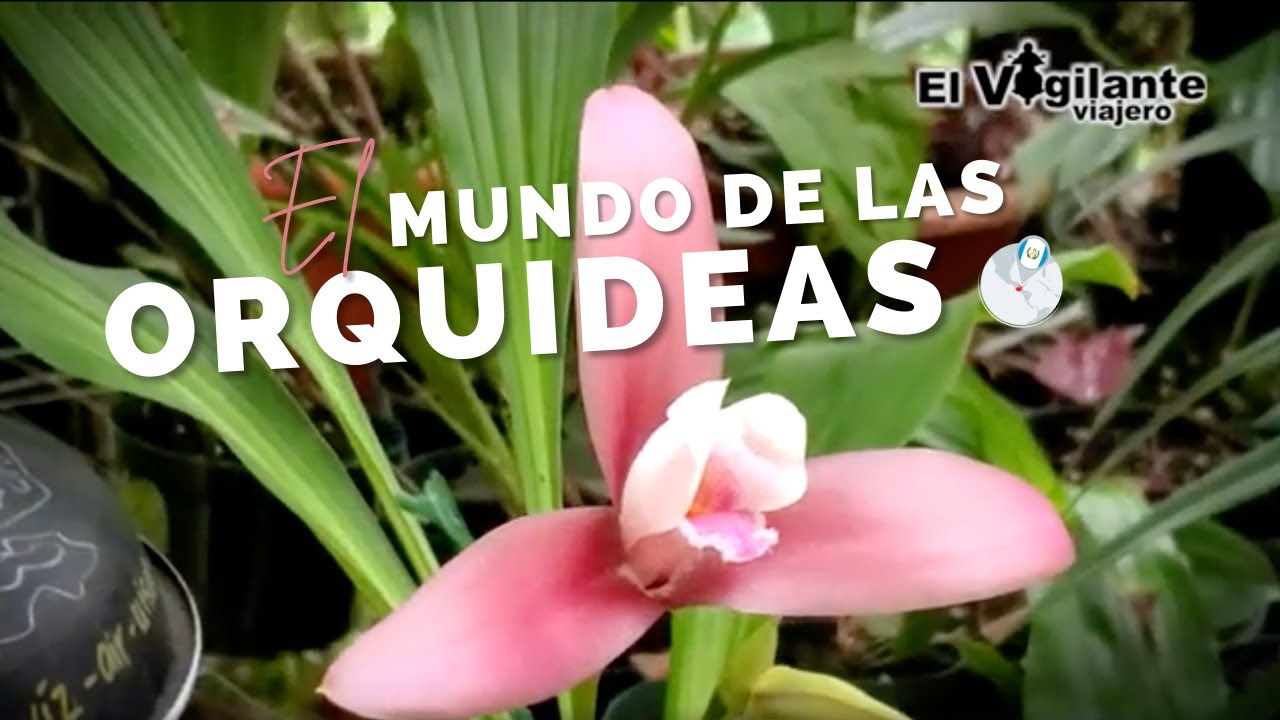 El mundo de las Orquídeas en Cobán Guatemala | #58