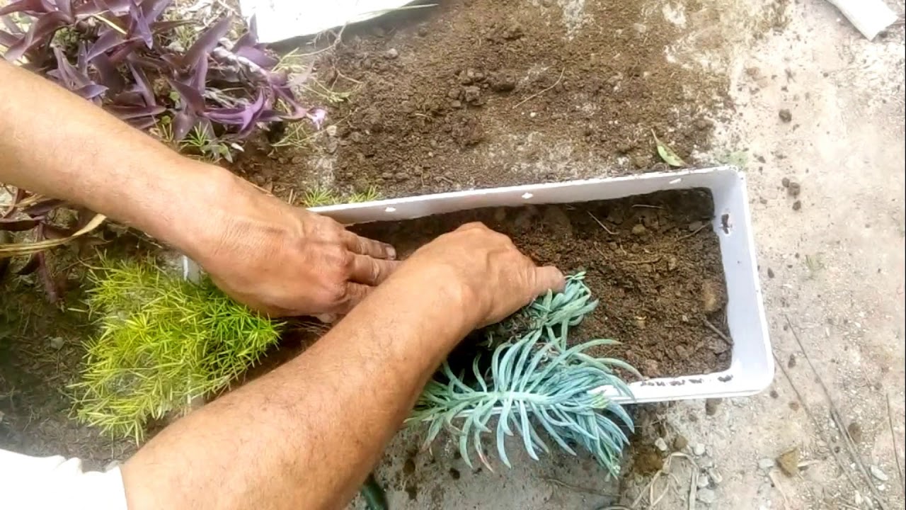 Plantation Method