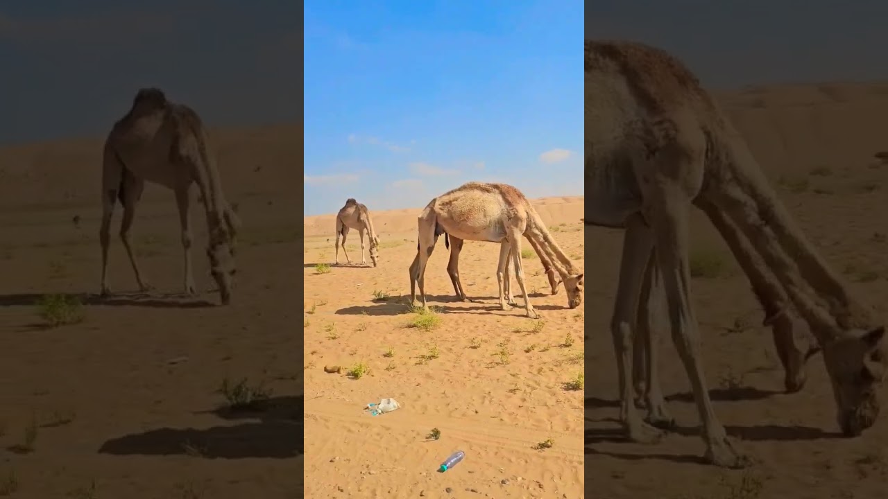 desert trip#camel #trending #Oman