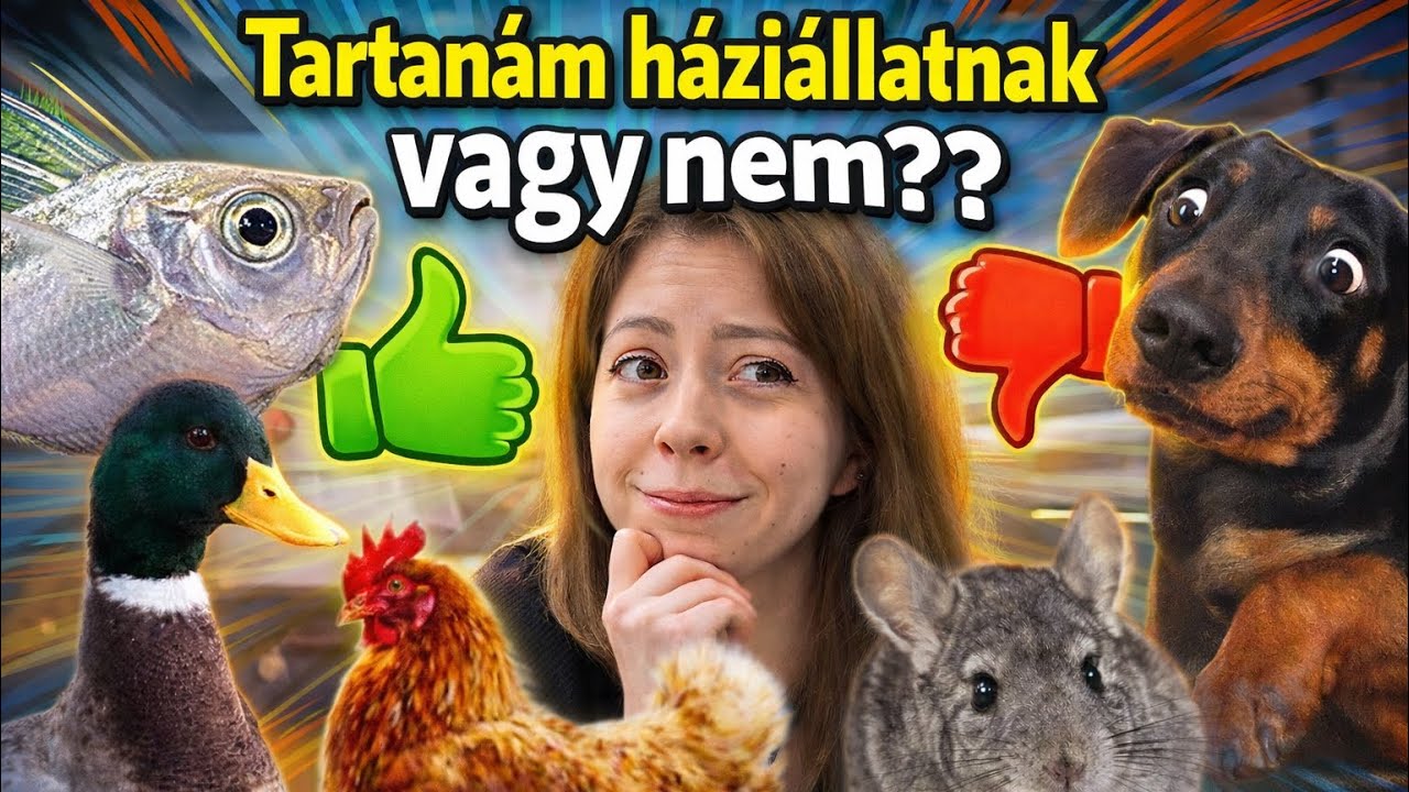 Milyen állatot tartanék szívesen és mit NEM?🤩😳🐶🐷🐰🐤🐱 