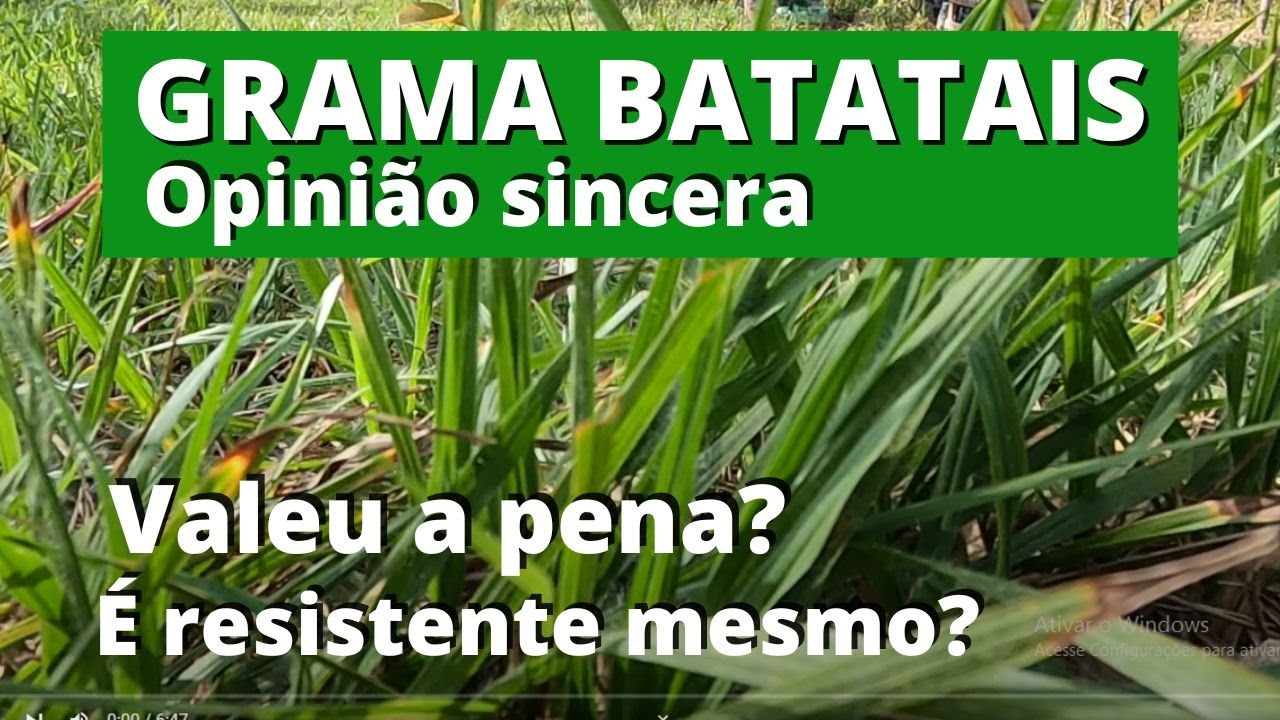 03-Grama Batatais ou Mato Grosso - Vale a pena ?