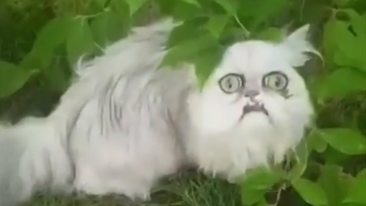 Weird-looking cat Wilfred IS BACK!