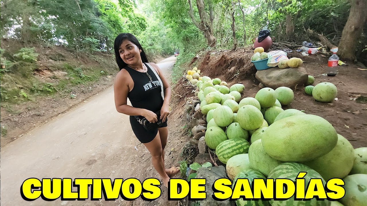 Jessica encontró un cultivo de Sandías - Vamos Rumbo a Traer Anonas