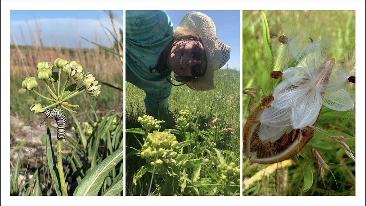 Helping Monarchs on Oklahoma Rangelands with Katie Blunk
