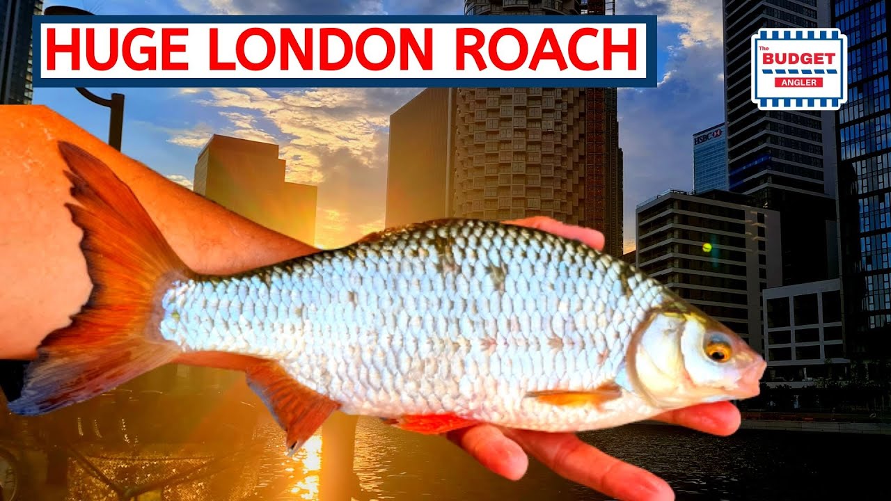 Roach Fishing in London - Big Fish from the Docks