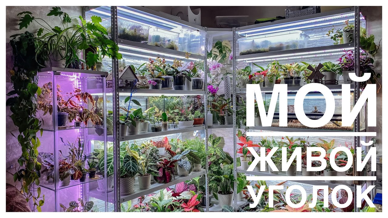 Обзор моего живого уголка 😊 | Комнате растения и не только | 25.11.2022г.