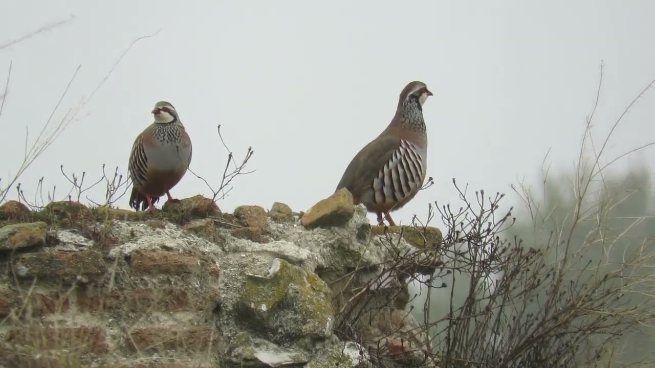 Perdiz roja (Alectoris rufa) 10/01/2025 @elanio1972
