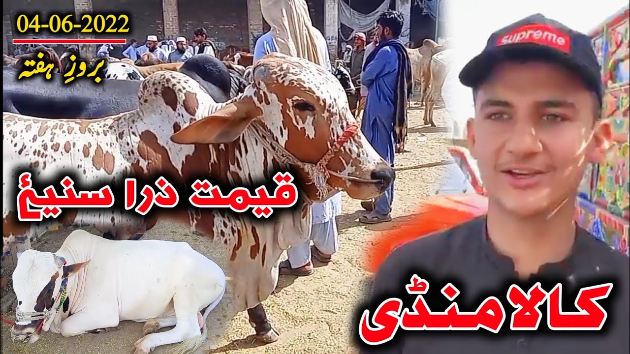 Peshawar Kala Mandi 2022 | Arbab Mandi / Nasir Pur Mandi Peshawar 2022